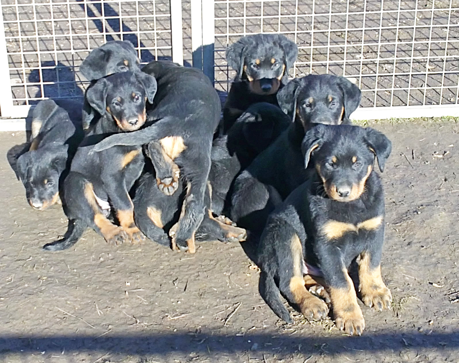 domainedelalicorne.fr photo chien beauceron photo chiot beauceron Elevage de beauceron chiot beauceron pure race élevage du clos de la licorne elevage des gardiens de la licorne elevage beauceron noir et feu authentique gros gabarits élevage de Beauceron familial sérieux et qualité domainedelalicorne.fr suivi des chiots conseil d’éducation chiot propre bas rouge santé caractère spécialiste du beauceron noir et feu ou arlequin chien rustique berger de France nos chiots sont élevés avec amour et attention notre passion au service de la qualité Beauceron de qualité et sportif domaine de la licorne 04380 BARRAS élevage en liberté éleveur berger de beauce élevage de beauceron de travail 06 11 20 51 93 site domainedelalicorne.fr mail domainedelalicorne@gmail.com